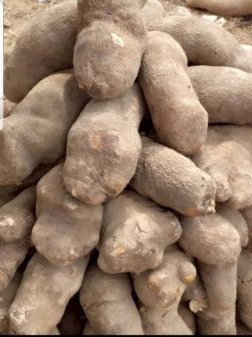 Yam tubers